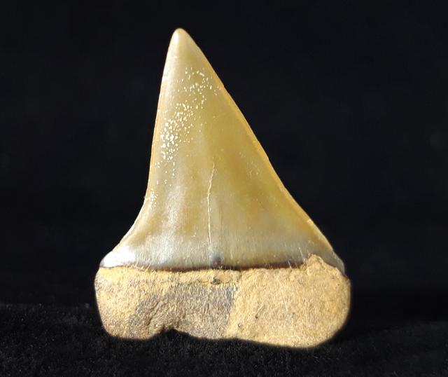 Carcharodon hastalis (AGASSIZ 1838) - Bild © FossNet FossilienStore